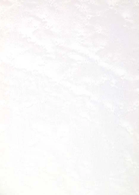 Bird's Eye Maple